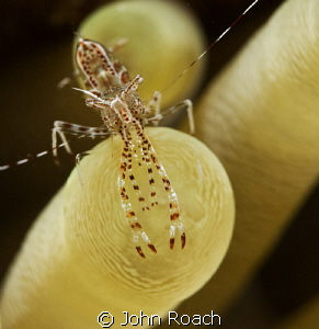 Sun Anemone Shrimp in 16 feet of water by John Roach 